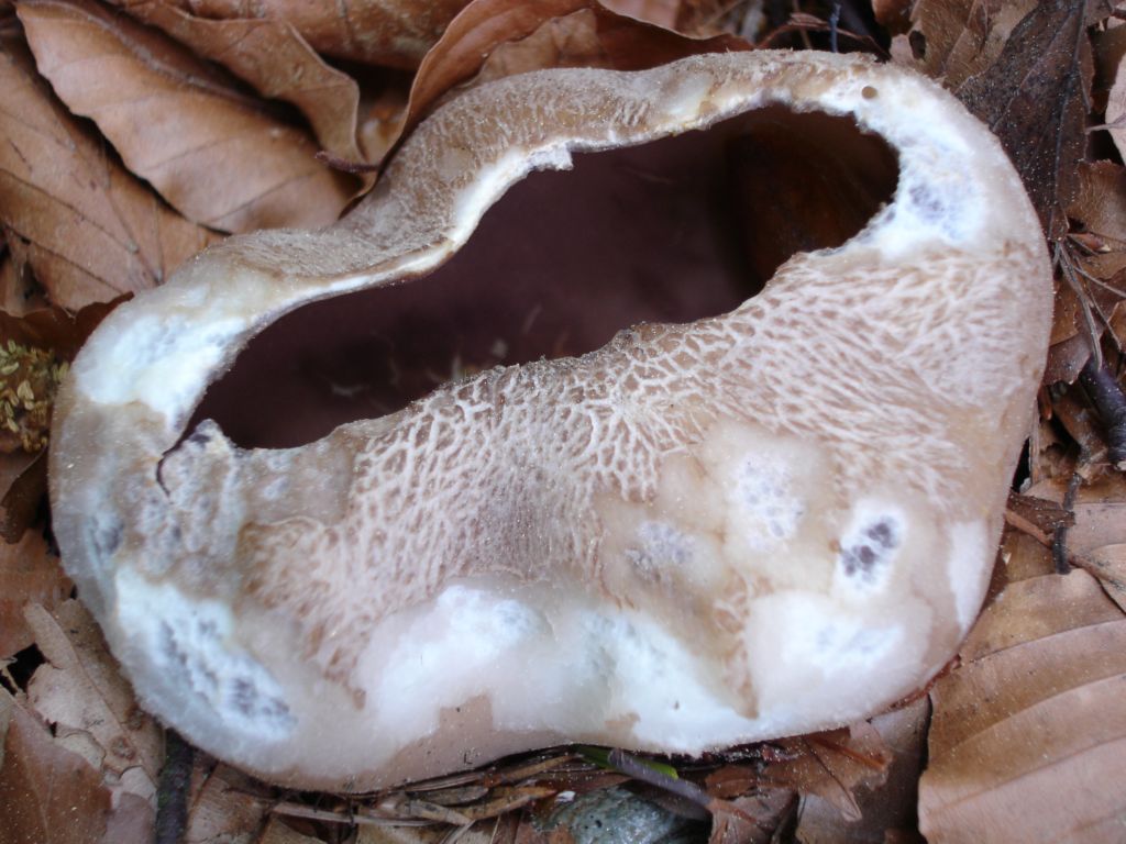Sarcosphaera crassa